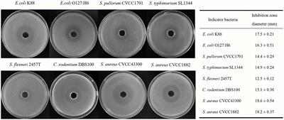 Genomic insights into antimicrobial potential and optimization of fermentation conditions of pig-derived Bacillus subtilis BS21